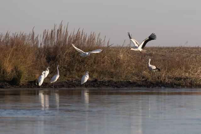 (251022) -- HARBIN, Oct. 22, 2025 (Xinhua) -- This photo taken on Oct. 22, 2025 shows oriental white storks at a wetland along the Songhua River in northeast China's Heilongjiang Province. At present, a large number of migratory birds have gathered in various migratory bird habitats across the province and moved southward. (Photo by Qu Yubao/Xinhua)