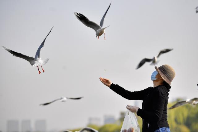 (251023) -- YINCHUAN, Oct. 23, 2025 (Xinhua) -- A tourist feeds red-billed gulls at Haibao Park in Yinchuan, northwest China's Ningxia Hui Autonomous Region, on Oct. 15, 2025. (Photo by Li Jing/Xinhua)
