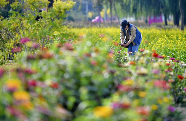 (251023) -- YINCHUAN, Oct. 23, 2025 (Xinhua) -- A citizen takes photos of flowers by the Diannong River in Yinchuan, northwest China's Ningxia Hui Autonomous Region, on Oct. 15, 2025. (Photo by Li Jing/Xinhua)