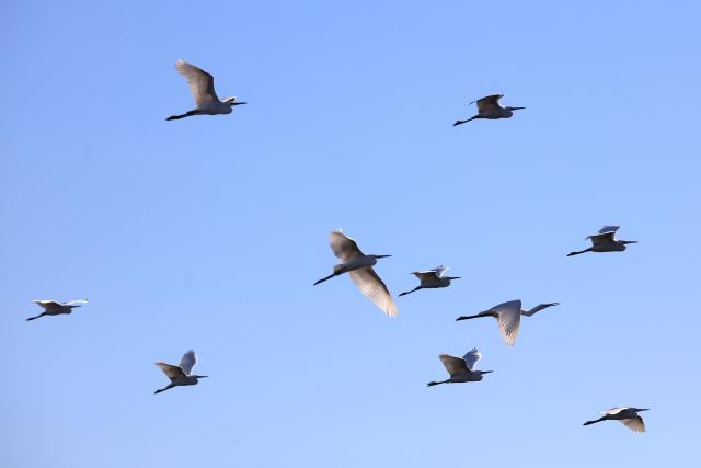 (251023) -- AZRAQ, Oct. 23, 2025 (Xinhua) -- Birds fly over the Azraq Wetland Reserve in Azraq, Jordan on Oct. 13, 2025. Every year, millions of birds trace ancient aerial highways connecting Europe, Asia, and Africa. Jordan, located on one of these key bottlenecks, plays a crucial role in their twice-yearly migration.
   TO GO WITH "Feature: Jordan safeguards millions of migratory birds journeying along vital flyway" (Photo by Mohammad Abu Ghosh/Xinhua)