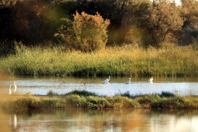 (251023) -- AZRAQ, Oct. 23, 2025 (Xinhua) -- Birds rest in the Azraq Wetland Reserve in Azraq, Jordan on Oct. 13, 2025. Every year, millions of birds trace ancient aerial highways connecting Europe, Asia, and Africa. Jordan, located on one of these key bottlenecks, plays a crucial role in their twice-yearly migration.
   TO GO WITH "Feature: Jordan safeguards millions of migratory birds journeying along vital flyway" (Photo by Mohammad Abu Ghosh/Xinhua)