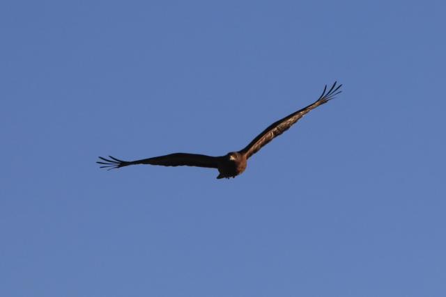 (251023) -- AZRAQ, Oct. 23, 2025 (Xinhua) -- A bird flies over the Azraq Wetland Reserve in Azraq, Jordan on Oct. 13, 2025. Every year, millions of birds trace ancient aerial highways connecting Europe, Asia, and Africa. Jordan, located on one of these key bottlenecks, plays a crucial role in their twice-yearly migration.
   TO GO WITH "Feature: Jordan safeguards millions of migratory birds journeying along vital flyway" (Photo by Mohammad Abu Ghosh/Xinhua)