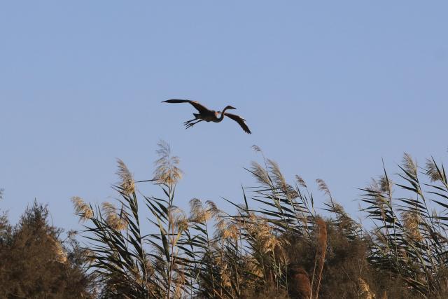 (251023) -- AZRAQ, Oct. 23, 2025 (Xinhua) -- A bird flies over the Azraq Wetland Reserve in Azraq, Jordan on Oct. 13, 2025. Every year, millions of birds trace ancient aerial highways connecting Europe, Asia, and Africa. Jordan, located on one of these key bottlenecks, plays a crucial role in their twice-yearly migration.
   TO GO WITH "Feature: Jordan safeguards millions of migratory birds journeying along vital flyway" (Photo by Mohammad Abu Ghosh/Xinhua)