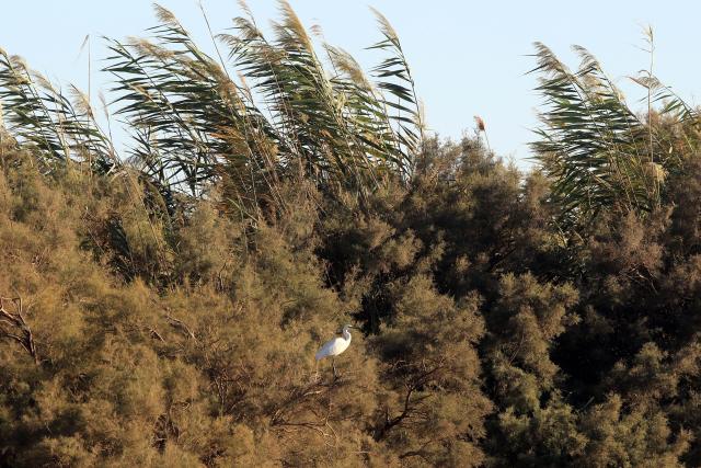 (251023) -- AZRAQ, Oct. 23, 2025 (Xinhua) -- A bird rests in the Azraq Wetland Reserve in Azraq, Jordan on Oct. 13, 2025. Every year, millions of birds trace ancient aerial highways connecting Europe, Asia, and Africa. Jordan, located on one of these key bottlenecks, plays a crucial role in their twice-yearly migration.
   TO GO WITH "Feature: Jordan safeguards millions of migratory birds journeying along vital flyway" (Photo by Mohammad Abu Ghosh/Xinhua)
