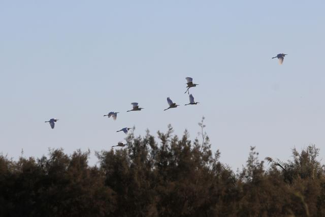 (251023) -- AZRAQ, Oct. 23, 2025 (Xinhua) -- Birds fly over the Azraq Wetland Reserve in Azraq, Jordan on Oct. 13, 2025. Every year, millions of birds trace ancient aerial highways connecting Europe, Asia, and Africa. Jordan, located on one of these key bottlenecks, plays a crucial role in their twice-yearly migration.
   TO GO WITH "Feature: Jordan safeguards millions of migratory birds journeying along vital flyway" (Photo by Mohammad Abu Ghosh/Xinhua)
