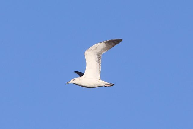 (251023) -- AZRAQ, Oct. 23, 2025 (Xinhua) -- A bird flies over the Azraq Wetland Reserve in Azraq, Jordan on Oct. 13, 2025. Every year, millions of birds trace ancient aerial highways connecting Europe, Asia, and Africa. Jordan, located on one of these key bottlenecks, plays a crucial role in their twice-yearly migration.
   TO GO WITH "Feature: Jordan safeguards millions of migratory birds journeying along vital flyway" (Photo by Mohammad Abu Ghosh/Xinhua)
