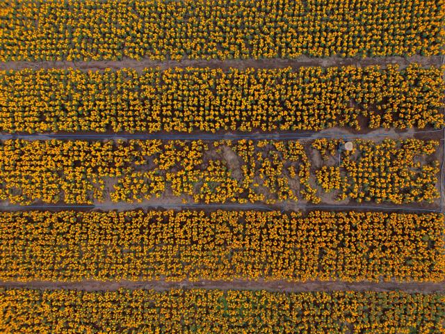 (251023) -- MEXICO CITY, Oct. 23, 2025 (Xinhua) -- This aerial drone photo taken on Oct. 21, 2025 shows a field of marigold flowers in Mexico City, capital of Mexico. Every year on Nov. 1 and 2, Mexicans celebrate the Day of the Dead. In the days leading up to the festival, fields of marigolds are harvested and brought to markets, eventually adorning streets, homes, and cemeteries across the country. (Photo by Francisco Canedo/Xinhua)