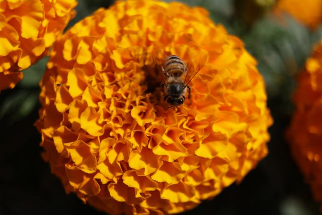 (251023) -- MEXICO CITY, Oct. 23, 2025 (Xinhua) -- This photo taken on Oct. 21, 2025 shows a honeybee on a marigold flower in Mexico City, capital of Mexico. Every year on Nov. 1 and 2, Mexicans celebrate the Day of the Dead. In the days leading up to the festival, fields of marigolds are harvested and brought to markets, eventually adorning streets, homes, and cemeteries across the country. (Photo by Francisco Canedo/Xinhua)
