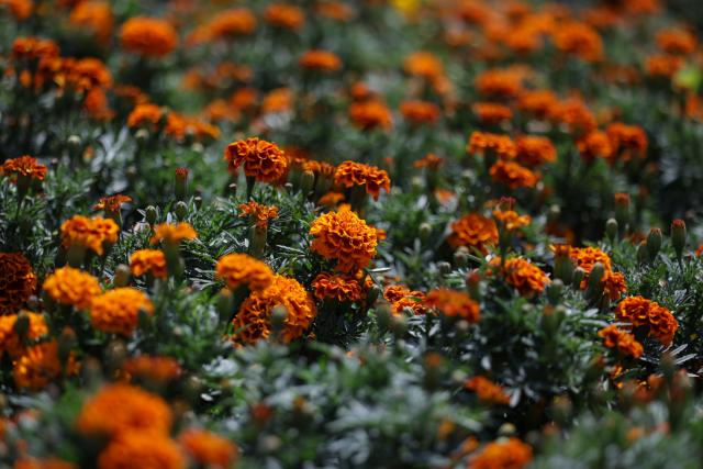 (251023) -- MEXICO CITY, Oct. 23, 2025 (Xinhua) -- This photo taken on Oct. 21, 2025 shows a field of marigold flowers in Mexico City, capital of Mexico. Every year on Nov. 1 and 2, Mexicans celebrate the Day of the Dead. In the days leading up to the festival, fields of marigolds are harvested and brought to markets, eventually adorning streets, homes, and cemeteries across the country. (Photo by Francisco Canedo/Xinhua)