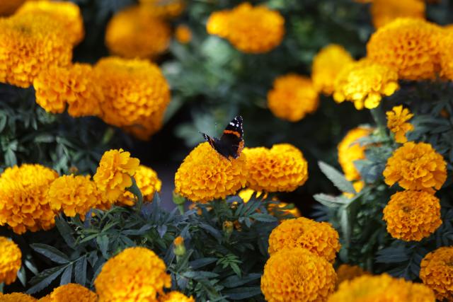 (251023) -- MEXICO CITY, Oct. 23, 2025 (Xinhua) -- This photo taken on Oct. 21, 2025 shows a field of marigold flowers in Mexico City, capital of Mexico. Every year on Nov. 1 and 2, Mexicans celebrate the Day of the Dead. In the days leading up to the festival, fields of marigolds are harvested and brought to markets, eventually adorning streets, homes, and cemeteries across the country. (Photo by Francisco Canedo/Xinhua)