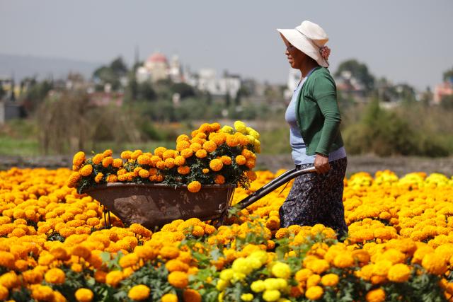 (251023) -- MEXICO CITY, Oct. 23, 2025 (Xinhua) -- A farmer harvests marigold flowers in Mexico City, capital of Mexico, Oct. 21, 2025. Every year on Nov. 1 and 2, Mexicans celebrate the Day of the Dead. In the days leading up to the festival, fields of marigolds are harvested and brought to markets, eventually adorning streets, homes, and cemeteries across the country. (Photo by Francisco Canedo/Xinhua)
