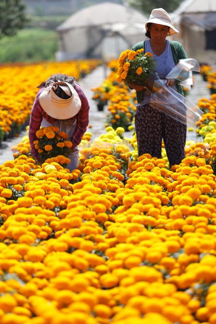 (251023) -- MEXICO CITY, Oct. 23, 2025 (Xinhua) -- Farmers harvest marigold flowers in Mexico City, capital of Mexico, Oct. 21, 2025. Every year on Nov. 1 and 2, Mexicans celebrate the Day of the Dead. In the days leading up to the festival, fields of marigolds are harvested and brought to markets, eventually adorning streets, homes, and cemeteries across the country. (Photo by Francisco Canedo/Xinhua)
