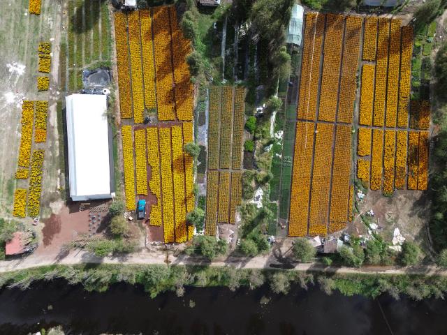 (251023) -- MEXICO CITY, Oct. 23, 2025 (Xinhua) -- This aerial drone photo taken on Oct. 21, 2025 shows a field of marigold flowers in Mexico City, capital of Mexico. Every year on Nov. 1 and 2, Mexicans celebrate the Day of the Dead. In the days leading up to the festival, fields of marigolds are harvested and brought to markets, eventually adorning streets, homes, and cemeteries across the country. (Photo by Francisco Canedo/Xinhua)