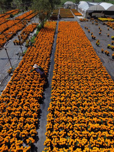 (251023) -- MEXICO CITY, Oct. 23, 2025 (Xinhua) -- This aerial drone photo taken on Oct. 21, 2025 shows a field of marigold flowers in Mexico City, capital of Mexico. Every year on Nov. 1 and 2, Mexicans celebrate the Day of the Dead. In the days leading up to the festival, fields of marigolds are harvested and brought to markets, eventually adorning streets, homes, and cemeteries across the country. (Photo by Francisco Canedo/Xinhua)
