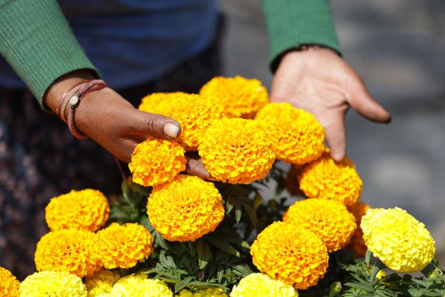 (251023) -- MEXICO CITY, Oct. 23, 2025 (Xinhua) -- A farmer harvests marigold flowers in Mexico City, capital of Mexico, Oct. 21, 2025. Every year on Nov. 1 and 2, Mexicans celebrate the Day of the Dead. In the days leading up to the festival, fields of marigolds are harvested and brought to markets, eventually adorning streets, homes, and cemeteries across the country. (Photo by Francisco Canedo/Xinhua)