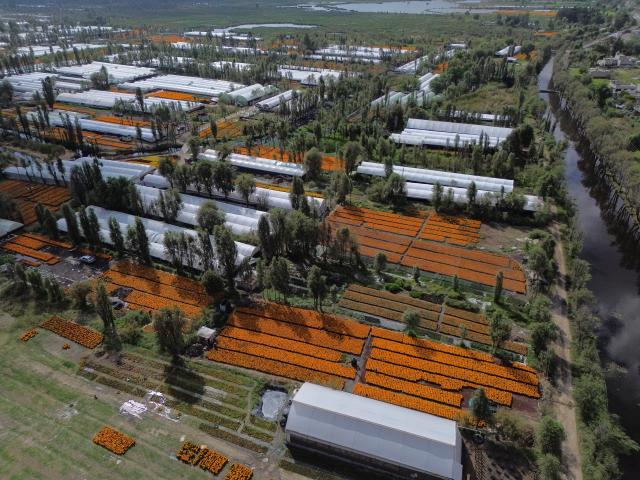 (251023) -- MEXICO CITY, Oct. 23, 2025 (Xinhua) -- This aerial drone photo taken on Oct. 21, 2025 shows a field of marigold flowers in Mexico City, capital of Mexico. Every year on Nov. 1 and 2, Mexicans celebrate the Day of the Dead. In the days leading up to the festival, fields of marigolds are harvested and brought to markets, eventually adorning streets, homes, and cemeteries across the country. (Photo by Francisco Canedo/Xinhua)