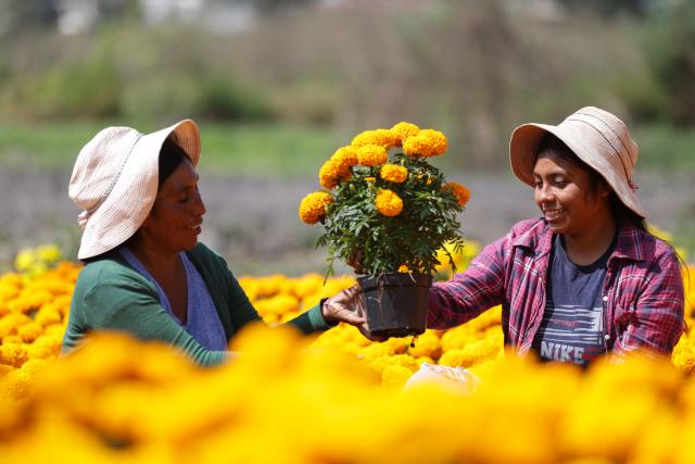 (251023) -- MEXICO CITY, Oct. 23, 2025 (Xinhua) -- Farmers harvest marigold flowers in Mexico City, capital of Mexico, Oct. 21, 2025. Every year on Nov. 1 and 2, Mexicans celebrate the Day of the Dead. In the days leading up to the festival, fields of marigolds are harvested and brought to markets, eventually adorning streets, homes, and cemeteries across the country. (Photo by Francisco Canedo/Xinhua)