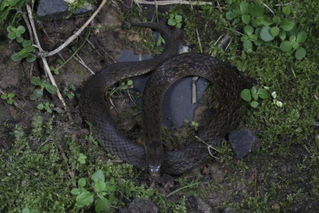 (251024) -- CHENGDU, Oct. 24, 2025 (Xinhua) -- This undated file photo shows a western China mountain snake, a new snake species discovered by Chinese scientists, in southwest China's Sichuan Province. TO GO WITH "New snake species discovered in west China's bio-diverse region " (Chengdu Institute of Biology of the Chinese Academy of Sciences/Handout via Xinhua)