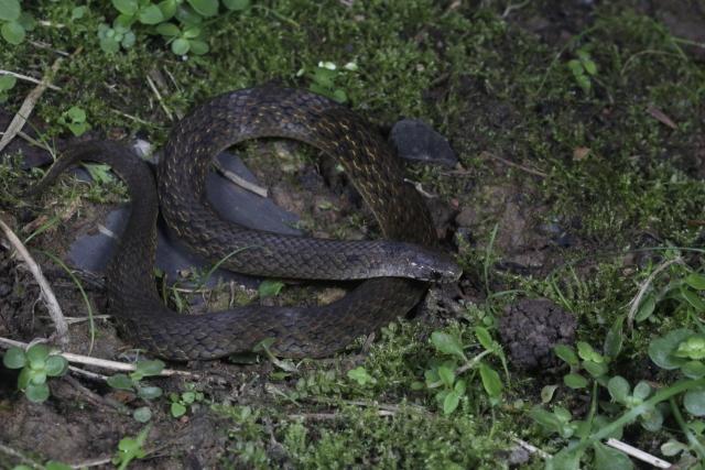 (251024) -- CHENGDU, Oct. 24, 2025 (Xinhua) -- This undated file photo shows a western China mountain snake, a new snake species discovered by Chinese scientists, in southwest China's Sichuan Province. TO GO WITH "New snake species discovered in west China's bio-diverse region " (Chengdu Institute of Biology of the Chinese Academy of Sciences/Handout via Xinhua)