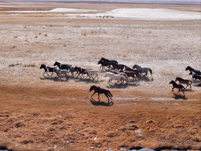 (251025) -- BEIJING, Oct. 25, 2025 (Xinhua) -- An aerial drone photo taken on Oct. 23, 2025 shows horses galloping on a grassland in the Kazak Autonomous County of Aksay, northwest China's Gansu Province. (Photo by Gao Hongshan/Xinhua)