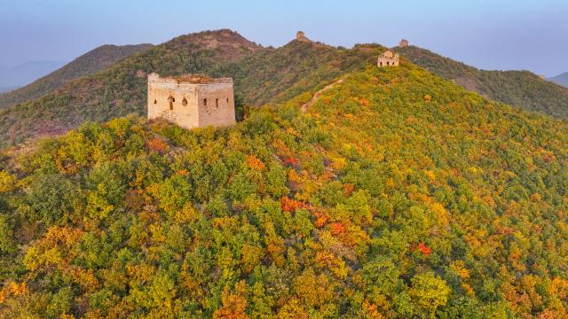 (251026) -- QINHUANGDAO, Oct. 26, 2025 (Xinhua) -- A drone photo taken on Oct. 25, 2025 shows the autumn scenery of the Dongjiakou section of the Great Wall in Qinghuangdao, north China's Hebei Province. (Xinhua/Chen Yehua)