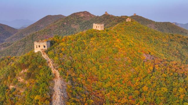 (251026) -- QINHUANGDAO, Oct. 26, 2025 (Xinhua) -- A drone photo taken on Oct. 25, 2025 shows the autumn scenery of the Dongjiakou section of the Great Wall in Qinghuangdao, north China's Hebei Province. (Xinhua/Chen Yehua)