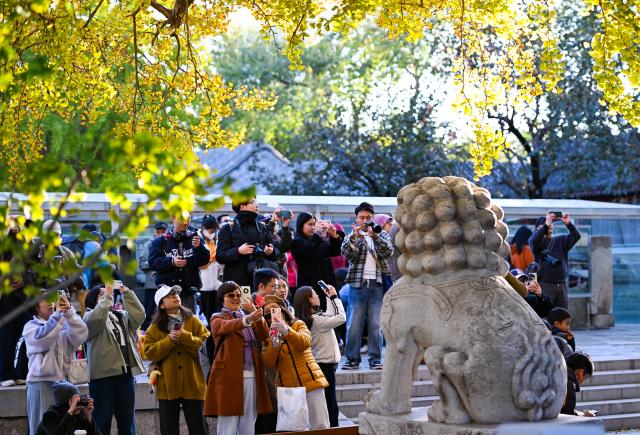 (251026) -- BEIJING, Oct. 26, 2025 (Xinhua) -- Tourists take photos at the Beijing Stone Carving Art Museum in Beijing, capital of China, Oct. 26, 2025. At this time when autumn enters into winter, the Beijing Stone Carving Art Museum is adorned with yellowing ginkgo leaves, attracting numerous visitors. (Xinhua/Chen Zhonghao)