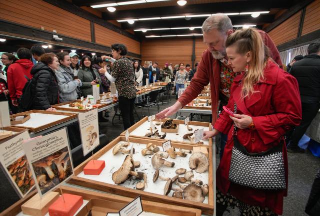 (251027) -- VANCOUVER, Oct. 27, 2025 (Xinhua) -- People view mushrooms displayed at an annual mushroom show in Vancouver, British Columbia, Canada, Oct. 26, 2025. Featuring more than 300 identified mushrooms and fungi, the event also included specimen identification and cultivation workshops to promote public understanding of fungal biodiversity and conservation. (Photo by Liang Sen/Xinhua)