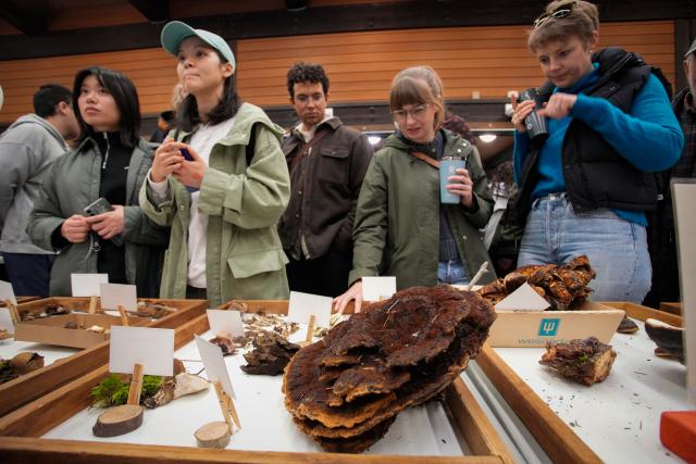 (251027) -- VANCOUVER, Oct. 27, 2025 (Xinhua) -- People view mushrooms displayed at an annual mushroom show in Vancouver, British Columbia, Canada, Oct. 26, 2025. Featuring more than 300 identified mushrooms and fungi, the event also included specimen identification and cultivation workshops to promote public understanding of fungal biodiversity and conservation. (Photo by Liang Sen/Xinhua)
