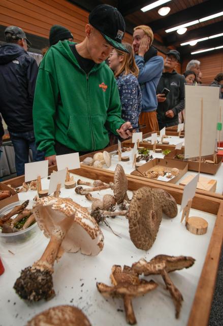 (251027) -- VANCOUVER, Oct. 27, 2025 (Xinhua) -- People view mushrooms displayed at an annual mushroom show in Vancouver, British Columbia, Canada, Oct. 26, 2025. Featuring more than 300 identified mushrooms and fungi, the event also included specimen identification and cultivation workshops to promote public understanding of fungal biodiversity and conservation. (Photo by Liang Sen/Xinhua)