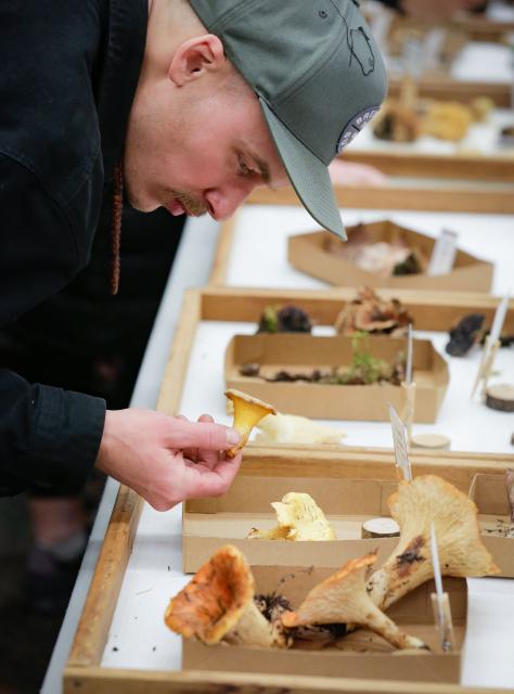 (251027) -- VANCOUVER, Oct. 27, 2025 (Xinhua) -- A man looks at a mushroom displayed at an annual mushroom show in Vancouver, British Columbia, Canada, Oct. 26, 2025. Featuring more than 300 identified mushrooms and fungi, the event also included specimen identification and cultivation workshops to promote public understanding of fungal biodiversity and conservation. (Photo by Liang Sen/Xinhua)