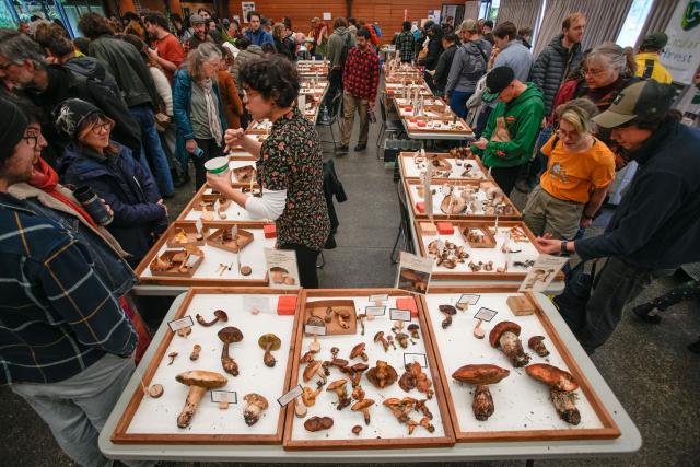 (251027) -- VANCOUVER, Oct. 27, 2025 (Xinhua) -- People view mushrooms displayed at an annual mushroom show in Vancouver, British Columbia, Canada, Oct. 26, 2025. Featuring more than 300 identified mushrooms and fungi, the event also included specimen identification and cultivation workshops to promote public understanding of fungal biodiversity and conservation. (Photo by Liang Sen/Xinhua)