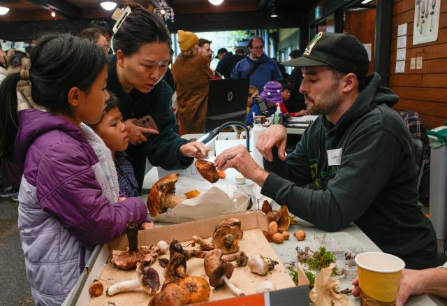 (251027) -- VANCOUVER, Oct. 27, 2025 (Xinhua) -- People bring their foraged mushrooms for identification at an annual mushroom show in Vancouver, British Columbia, Canada, Oct. 26, 2025. Featuring more than 300 identified mushrooms and fungi, the event also included specimen identification and cultivation workshops to promote public understanding of fungal biodiversity and conservation. (Photo by Liang Sen/Xinhua)