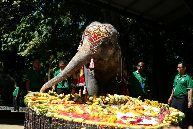 (251027) -- BEIJING, Oct. 27, 2025 (Xinhua) -- Mo Mo, a renowned female Asian elephant at the Yangon Zoological Gardens, enjoys a cake made of fruits and vegetables in Yangon, Myanmar, Oct. 26, 2025. Myanmar's beloved elephant, Mo Mo, celebrated her 72nd birthday at the zoo on Sunday. (Xinhua/Myo Kyaw Soe)