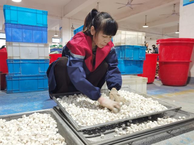 (251027) -- HUAIHUA, Oct. 27, 2025 (Xinhua) -- A staff member arranges cut pieces of poria cocos at a poria cocos processing factory in Jingzhou County, Huaihua, central China's Hunan Province, Oct. 22, 2025. TO GO WITH "Across China: Chinese farmers seek economic gains in forest glades" (Xinhua/Wang Teng)