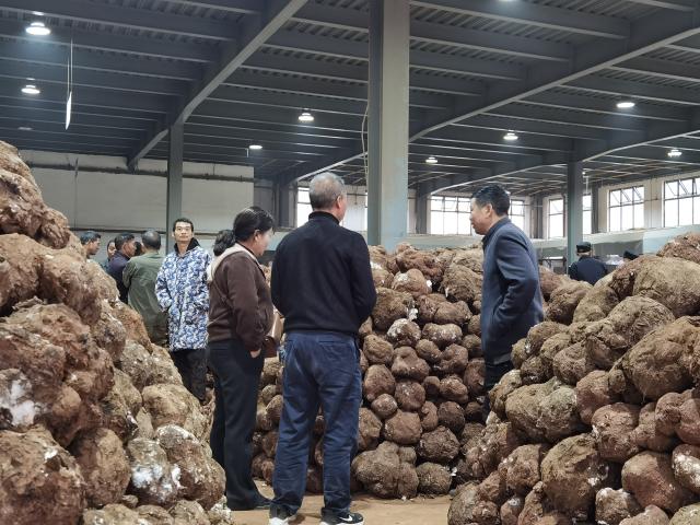 (251027) -- HUAIHUA, Oct. 27, 2025 (Xinhua) -- Buyers and sellers trade on poria cocos at a poria cocos market in Jingzhou County, Huaihua, central China's Hunan Province, Oct. 22, 2025. TO GO WITH "Across China: Chinese farmers seek economic gains in forest glades" (Xinhua/Wang Teng)