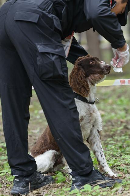 (251027) -- BEIJING, Oct. 27, 2025 (Xinhua) -- A dog participates in a contest during a police dog skills competition in Beijing, capital of China, Oct. 24, 2025. The police dog skills competition of Beijing Municipal Public Security Bureau was held in Beijing from Oct. 24 to 27, with a total of 125 contestants and 108 police dogs from 19 teams attending the event. (Xinhua/Zhang Yuwei)