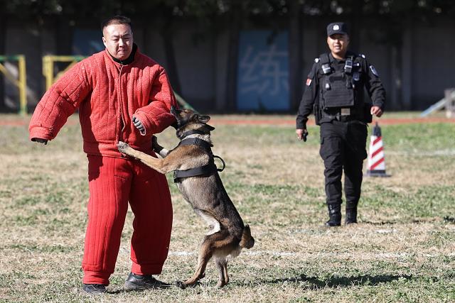 (251027) -- BEIJING, Oct. 27, 2025 (Xinhua) -- A dog participates in a contest during a police dog skills competition in Beijing, capital of China, Oct. 26, 2025. The police dog skills competition of Beijing Municipal Public Security Bureau was held in Beijing from Oct. 24 to 27, with a total of 125 contestants and 108 police dogs from 19 teams attending the event. (Xinhua/Zhang Yuwei)
