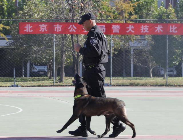 (251027) -- BEIJING, Oct. 27, 2025 (Xinhua) -- A contestant and a dog participate in a contest during a police dog skills competition in Beijing, capital of China, Oct. 27, 2025. The police dog skills competition of Beijing Municipal Public Security Bureau was held in Beijing from Oct. 24 to 27, with a total of 125 contestants and 108 police dogs from 19 teams attending the event. (Photo by Zhao Yingxi/Xinhua)
