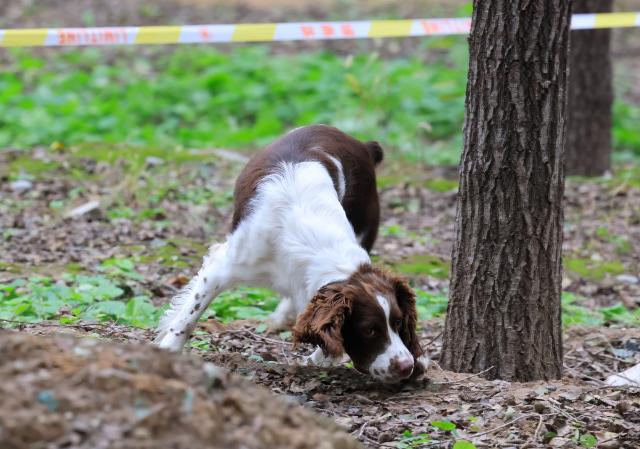 (251027) -- BEIJING, Oct. 27, 2025 (Xinhua) -- A dog participates in a contest during a police dog skills competition in Beijing, capital of China, Oct. 24, 2025. The police dog skills competition of Beijing Municipal Public Security Bureau was held in Beijing from Oct. 24 to 27, with a total of 125 contestants and 108 police dogs from 19 teams attending the event. (Xinhua/Yin Gang)