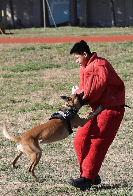 (251027) -- BEIJING, Oct. 27, 2025 (Xinhua) -- A dog participates in a contest during a police dog skills competition in Beijing, capital of China, Oct. 26, 2025. The police dog skills competition of Beijing Municipal Public Security Bureau was held in Beijing from Oct. 24 to 27, with a total of 125 contestants and 108 police dogs from 19 teams attending the event. (Xinhua/Zhang Yuwei)