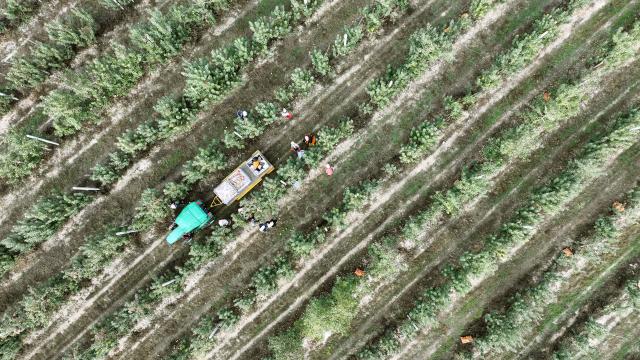 (251027) -- ZHONGWEI, Oct. 27, 2025 (Xinhua) -- An aerial drone photo shows farmers harvesting apples at a plantation in Shapotou District of Zhongwei, northwest China's Ningxia Hui Autonomous Region, Oct. 25, 2025. Shapotou District has actively developed its apple industry by cultivating new apple varieties, improving soil fertility, promoting new technologies, and facilitating integration of production and marketing. The region's apple planting area has reached 79,000 mu (about 5,266.67 hectares) with a comprehensive output value exceeding 800 million yuan (about 112.5 million U.S.dollars). (Xinhua/Wang Peng)
