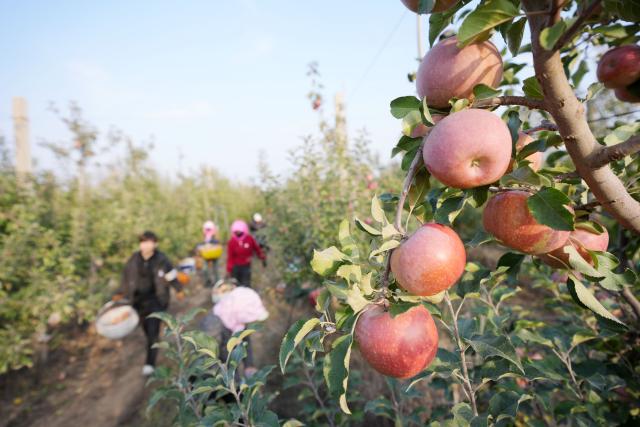 (251027) -- ZHONGWEI, Oct. 27, 2025 (Xinhua) -- Farmers harvest apples at a plantation in Shapotou District of Zhongwei, northwest China's Ningxia Hui Autonomous Region, Oct. 25, 2025. Shapotou District has actively developed its apple industry by cultivating new apple varieties, improving soil fertility, promoting new technologies, and facilitating integration of production and marketing. The region's apple planting area has reached 79,000 mu (about 5,266.67 hectares) with a comprehensive output value exceeding 800 million yuan (about 112.5 million U.S.dollars). (Xinhua/Wang Peng)