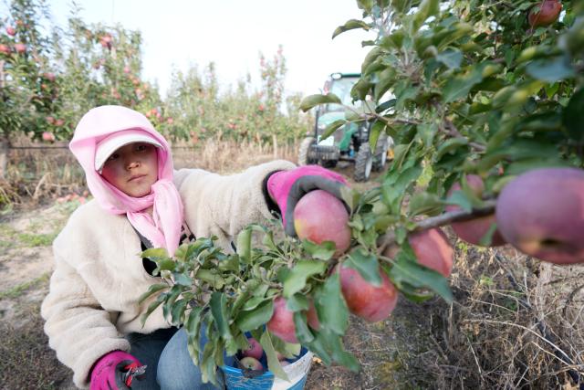 (251027) -- ZHONGWEI, Oct. 27, 2025 (Xinhua) -- A farmer picks apples at a plantation in Shapotou District of Zhongwei, northwest China's Ningxia Hui Autonomous Region, Oct. 25, 2025. Shapotou District has actively developed its apple industry by cultivating new apple varieties, improving soil fertility, promoting new technologies, and facilitating integration of production and marketing. The region's apple planting area has reached 79,000 mu (about 5,266.67 hectares) with a comprehensive output value exceeding 800 million yuan (about 112.5 million U.S.dollars). (Xinhua/Wang Peng)