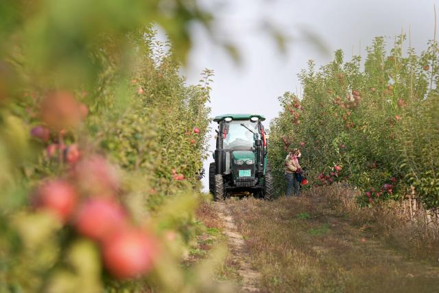 (251027) -- ZHONGWEI, Oct. 27, 2025 (Xinhua) -- A farmer picks apples at a plantation in Shapotou District of Zhongwei, northwest China's Ningxia Hui Autonomous Region, Oct. 25, 2025. Shapotou District has actively developed its apple industry by cultivating new apple varieties, improving soil fertility, promoting new technologies, and facilitating integration of production and marketing. The region's apple planting area has reached 79,000 mu (about 5,266.67 hectares) with a comprehensive output value exceeding 800 million yuan (about 112.5 million U.S.dollars). (Xinhua/Wang Peng)