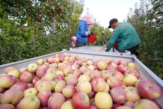 (251027) -- ZHONGWEI, Oct. 27, 2025 (Xinhua) -- Farmers harvest apples at a plantation in Shapotou District of Zhongwei, northwest China's Ningxia Hui Autonomous Region, Oct. 25, 2025. Shapotou District has actively developed its apple industry by cultivating new apple varieties, improving soil fertility, promoting new technologies, and facilitating integration of production and marketing. The region's apple planting area has reached 79,000 mu (about 5,266.67 hectares) with a comprehensive output value exceeding 800 million yuan (about 112.5 million U.S.dollars). (Xinhua/Wang Peng)