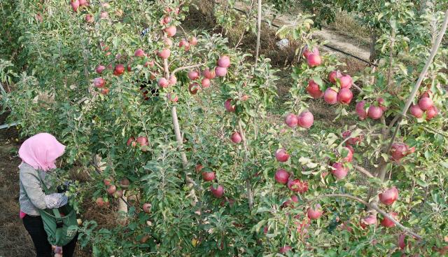 (251027) -- ZHONGWEI, Oct. 27, 2025 (Xinhua) -- An aerial drone photo shows a farmer picking apples at a plantation in Shapotou District of Zhongwei, northwest China's Ningxia Hui Autonomous Region, Oct. 25, 2025. Shapotou District has actively developed its apple industry by cultivating new apple varieties, improving soil fertility, promoting new technologies, and facilitating integration of production and marketing. The region's apple planting area has reached 79,000 mu (about 5,266.67 hectares) with a comprehensive output value exceeding 800 million yuan (about 112.5 million U.S.dollars). (Xinhua/Wang Peng)
