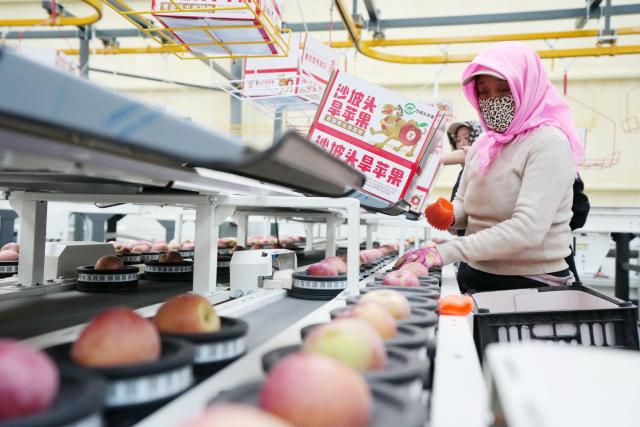 (251027) -- ZHONGWEI, Oct. 27, 2025 (Xinhua) -- An employee sorts out apples at a company in Shapotou District of Zhongwei, northwest China's Ningxia Hui Autonomous Region, Oct. 25, 2025. Shapotou District has actively developed its apple industry by cultivating new apple varieties, improving soil fertility, promoting new technologies, and facilitating integration of production and marketing. The region's apple planting area has reached 79,000 mu (about 5,266.67 hectares) with a comprehensive output value exceeding 800 million yuan (about 112.5 million U.S.dollars). (Xinhua/Wang Peng)