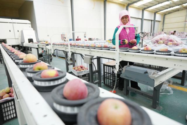 (251027) -- ZHONGWEI, Oct. 27, 2025 (Xinhua) -- An employee sorts out apples at a company in Shapotou District of Zhongwei, northwest China's Ningxia Hui Autonomous Region, Oct. 25, 2025. Shapotou District has actively developed its apple industry by cultivating new apple varieties, improving soil fertility, promoting new technologies, and facilitating integration of production and marketing. The region's apple planting area has reached 79,000 mu (about 5,266.67 hectares) with a comprehensive output value exceeding 800 million yuan (about 112.5 million U.S.dollars). (Xinhua/Wang Peng)