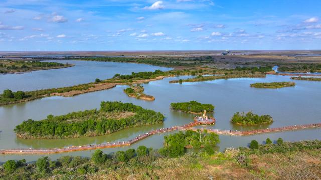 (251027) -- JINAN, Oct. 27, 2025 (Xinhua) -- A drone photo taken on Oct. 20, 2025 shows a view of Yellow River Estuary in Dongying, east China's Shandong Province. In recent years, Shandong Province has launched initiatives to build beautiful bays through nearshore pollution control, marine ecosystem protection, and coastal environment improvement.
  The overall quality of the marine ecology here has continued to improve, and six bays across the province have been recognized as outstanding examples of "beautiful bays" by the Ministry of Ecology and Environment. (Photo by Zhou Guangxue/Xinhua)